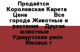 Продаётся!     Королевская Карета › Цена ­ 300 000 - Все города Животные и растения » Другие животные   . Удмуртская респ.,Ижевск г.